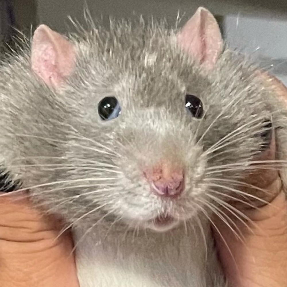 Meet your Posher, Lyle